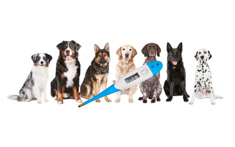 ein Fieberthermometer liegt vor 7 Hunden, darunter ein Dalmatiner.