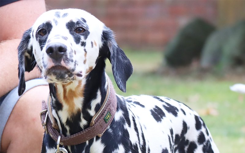 Tricolor Dalmatiner Hündin steht neben Ihrem Menschen auf einer Wiese