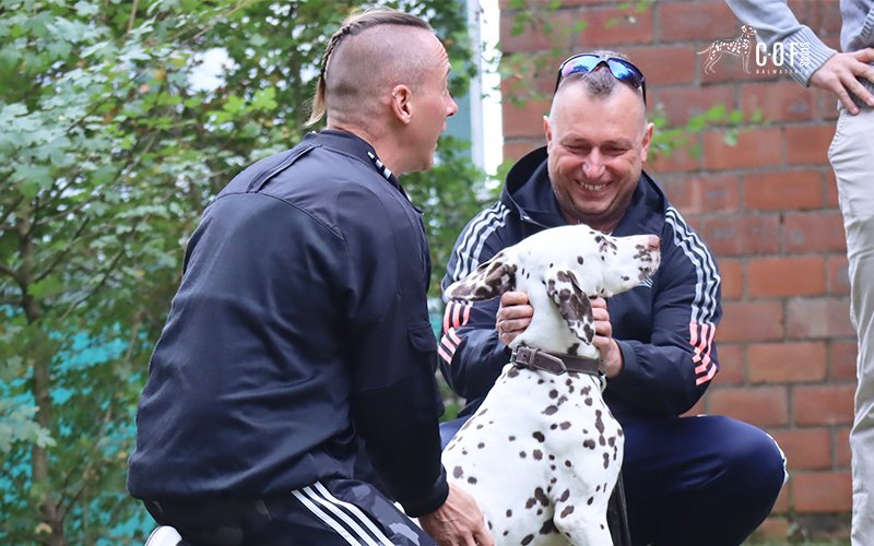 braun weiße Dalmatiner Hündin mit Zwei Männern