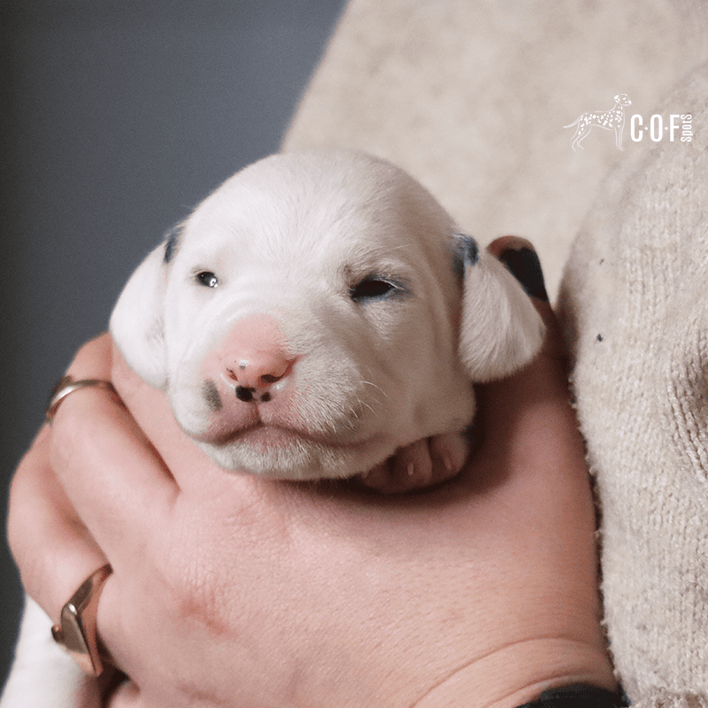 ein Dalmatinerwelpe wird in einer Hand gehalten.