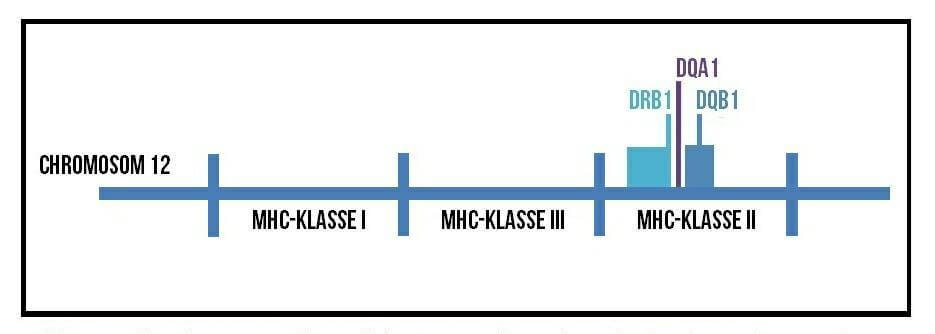 eine grafische Darstellung der DLA Haplotypen bei Dalmatiner