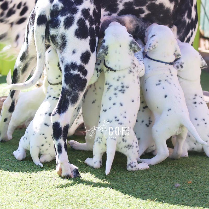 Dalmatinerwelpen und Hündin
