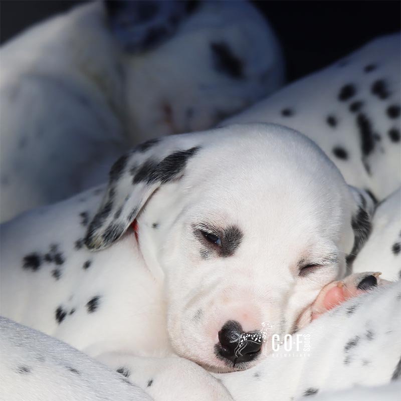 schlafender Dalmatinerwelpe liegt mit seinen Geschwistern zusammen