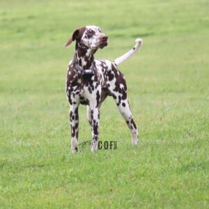 braun weißer Kurzhaar Dalmatiner Rüde steht auf einer Wiese