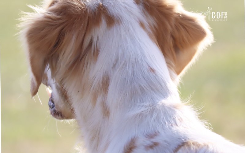 Dalmatiner Genetik, Dalmatiner Tupfen, Farbvererbung Dalmatiner, Lemon Dalmatiner, Orange Dalmatiner, Dalmatiner Zucht, gesunde Dalmatine