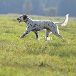 Langhaar Dalmatiner Rüde läuft auf Wiese