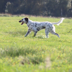 Langhaar Dalmatiner Rüde läuft auf Wiese