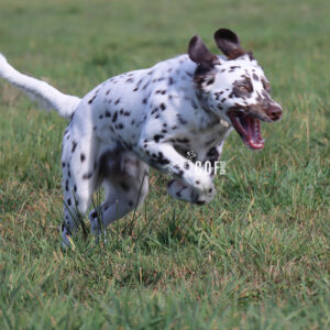 Langhaar Dalmatiner Rüde läuft auf Wiese