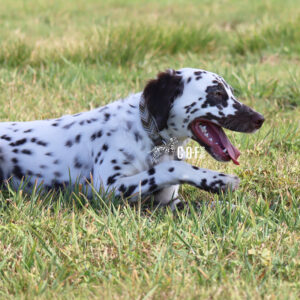 Langhaar Dalmatiner Rüde liegt auf Wiese