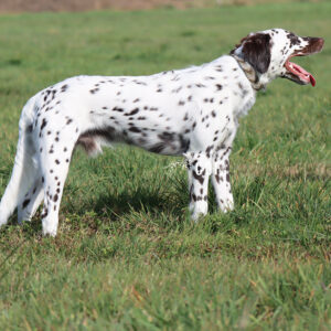Langhaar Dalmatiner Rüde steht auf Wiese