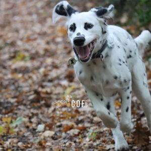 schwarz weisse Langhaar Dalmatiner im Wald auf Laubblättern
