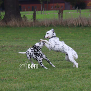 schwarz weisser Langhaar Dalmatiner spielt auf einer Wiese mit einem schwarz weissen Kurzhaar Dalmatiner