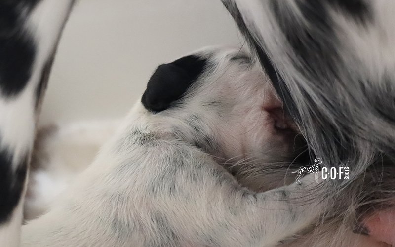 Welpe, der an der Zitze der Mutter Hündin saugt, Langhaar Dalmatiner