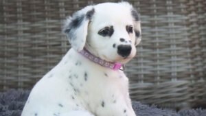 Langhaar Dalmatiner Welpe sitzend