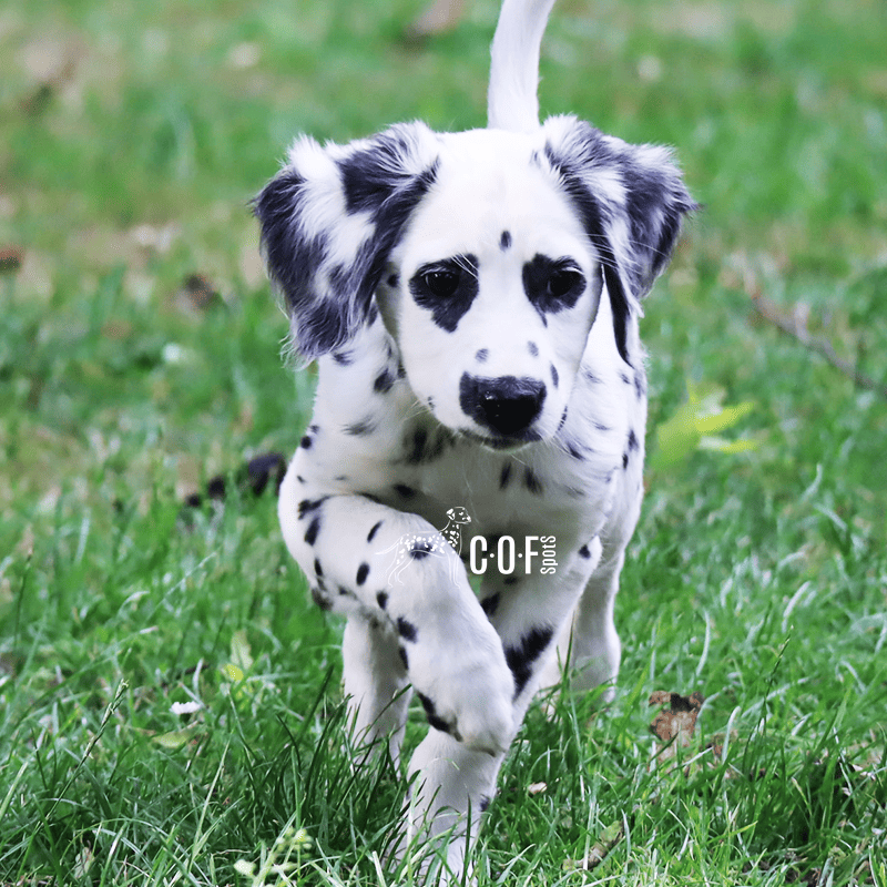 Langhaar Dalmatiner Welpe läuft durchs Gras