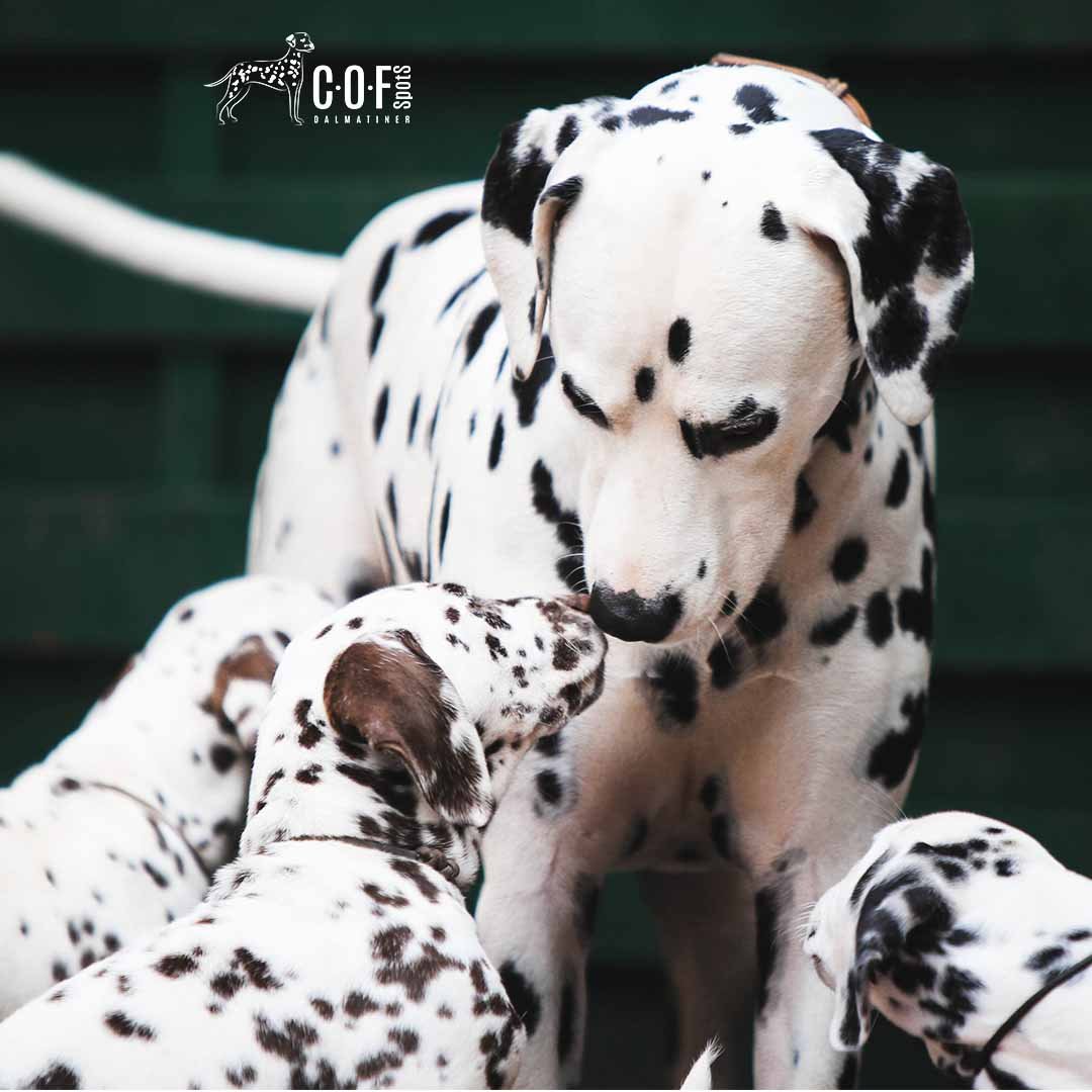 Dalmatinerwelpen mit Rüde