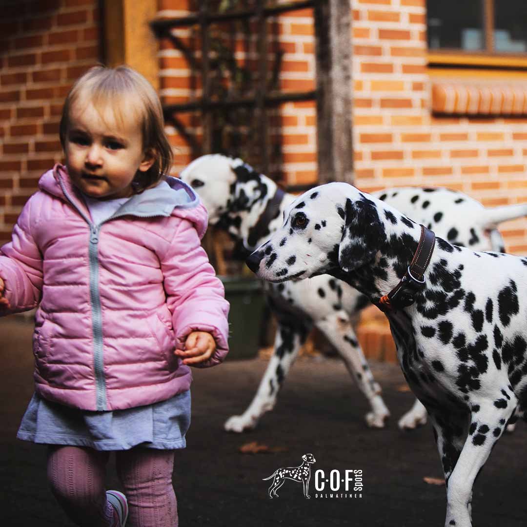 Dalmatiner mit Kind