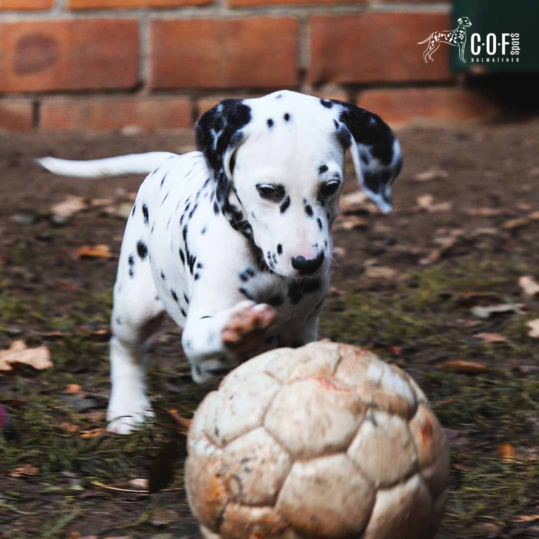 „Dalmatiner Welpen Achtsamkeit in der Zucht“, „Mensch-Hund-Passung Dalmatiner“, „Welpenentwicklung Verhalten“