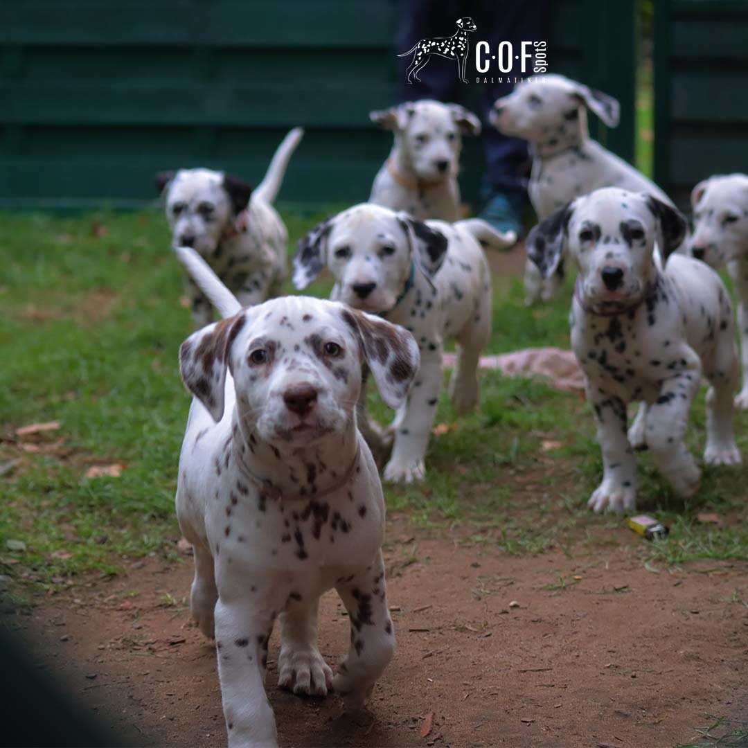 Dalmatiner Welpen laufen alle hintereinander über Rasen