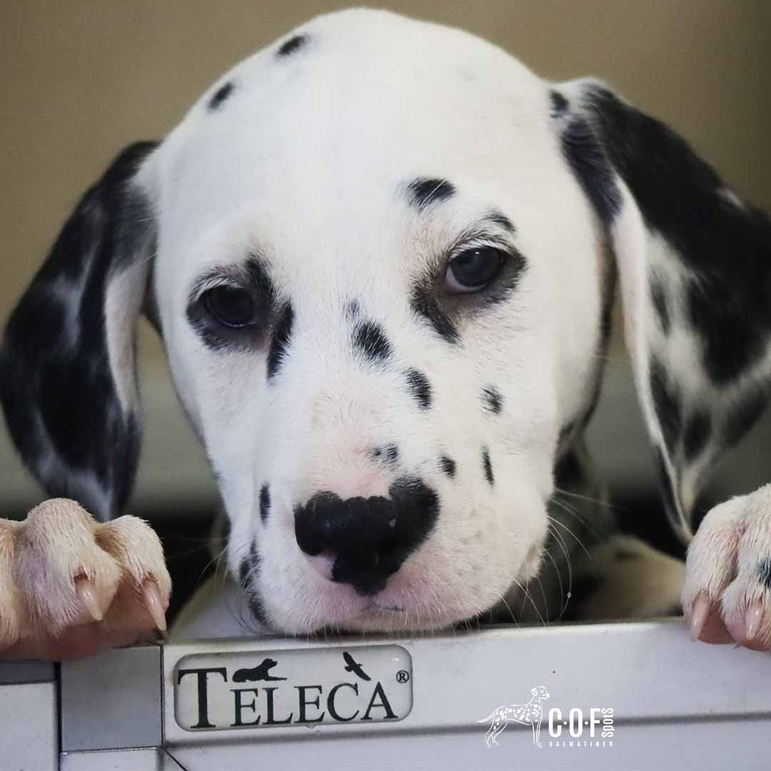 Dalmatiner Welpe mit Herznase guckt über Welpenbox