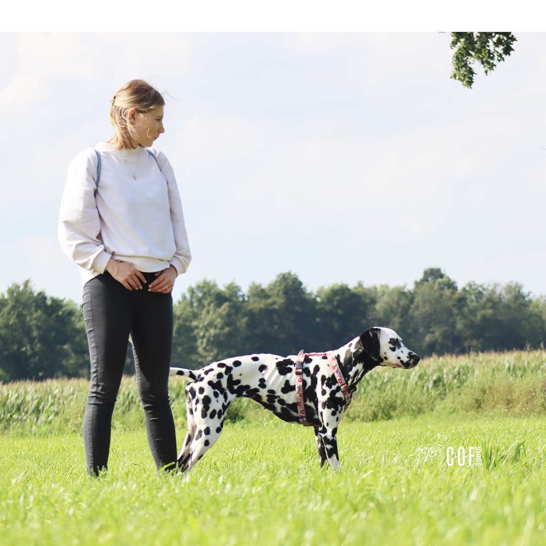 Dalmatiner Hündin steht mit Frau auf einer Weide