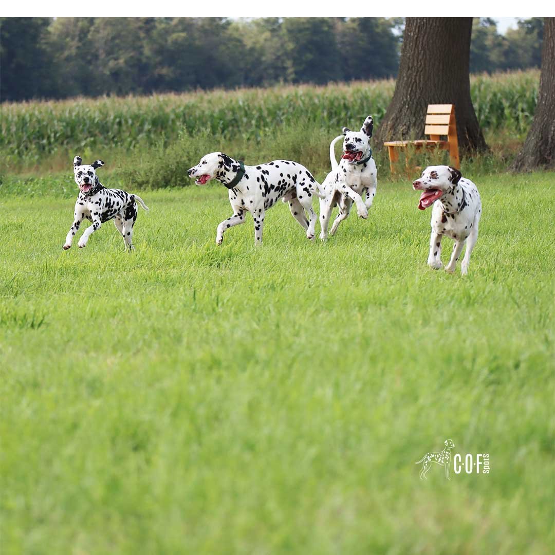Dalmatiner Rudel spielt und rennt auf einer Wiese