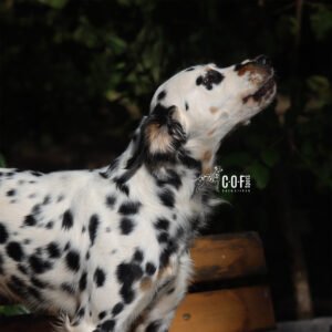 Tricolor -Langhaar Dalmatiner