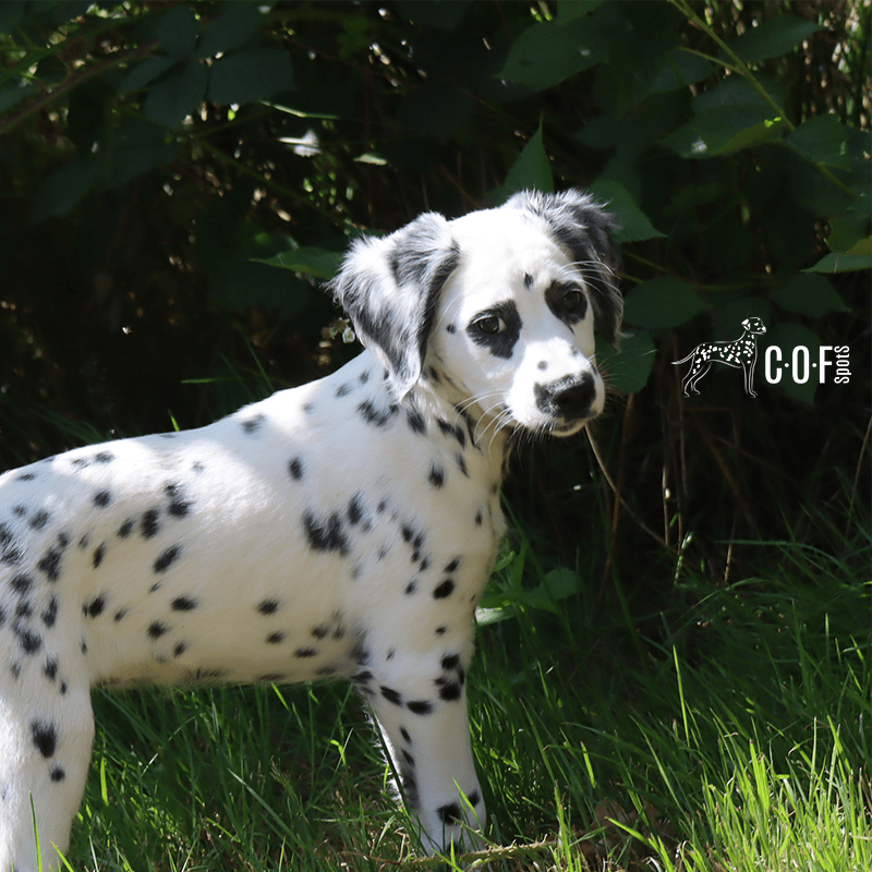 Langhaar Dalmatiner Welpe steht im Gras