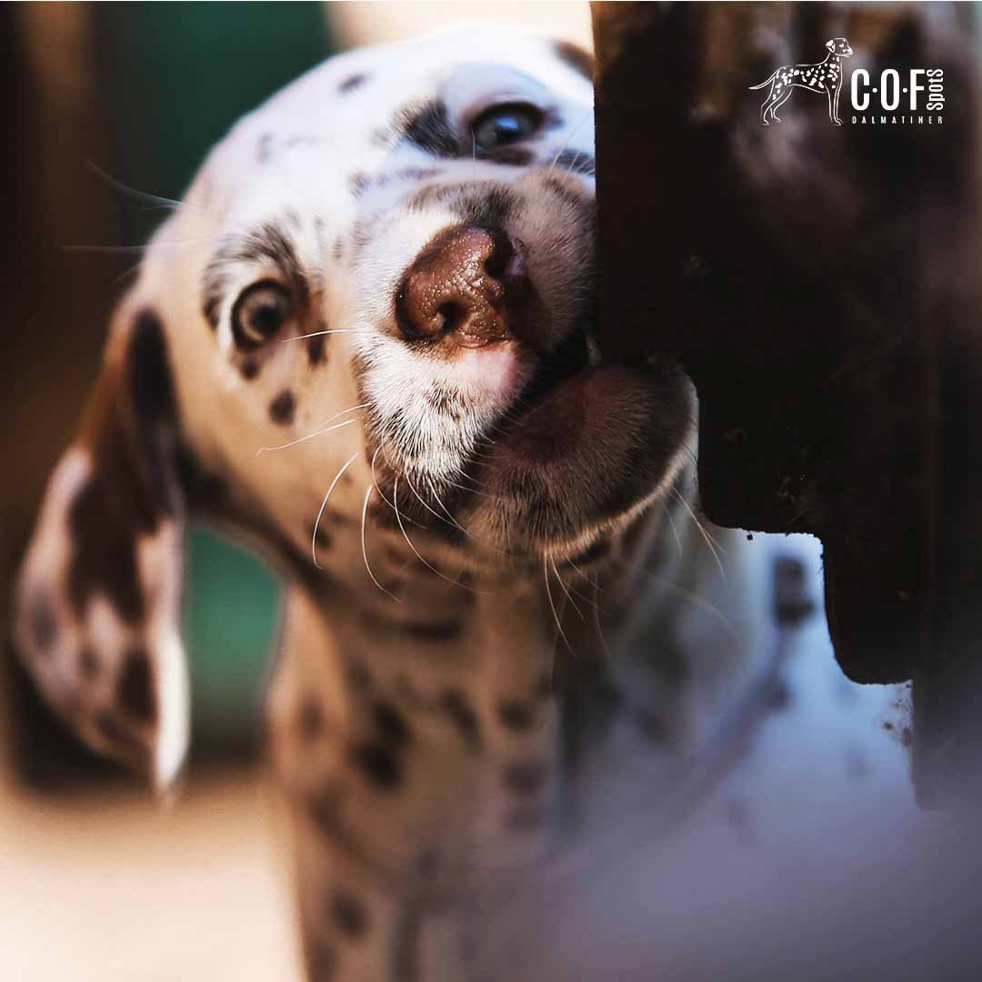 Dalmatiner Welpe nagt an einem stück Holz