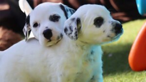 zwei LAnghaar Dalmatiner. Einer lehnt sich über den Rücken des anderen Welpen