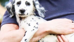 COF Langhaar Dalmatiner Welpe auf dem Arm eines Mannes