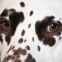 Augen einer braun weissen -Dalmatinerhündin