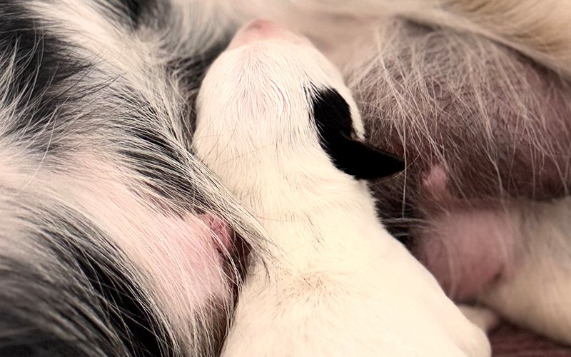 ein Dalmatiner Welpe mit einem schwarzen Ohr liegt schlafend auf Ihrer Tricolor Langhaar Dalmatiner Hündin