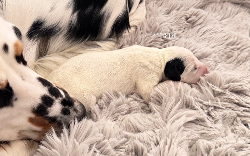 Eine Tricolor Langhaar Dalmatiner Hündin liegt auf einer kuscheligen Decke mit Ihrem Welpen, der ein schwarzes Ohr hat