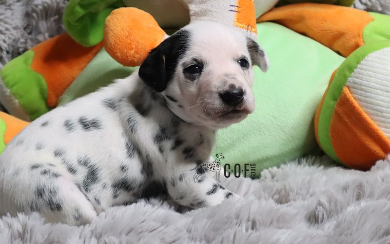 Dalmatinerwelpe auf kuascheliger Decke mit Spielzeug im Hintegrund