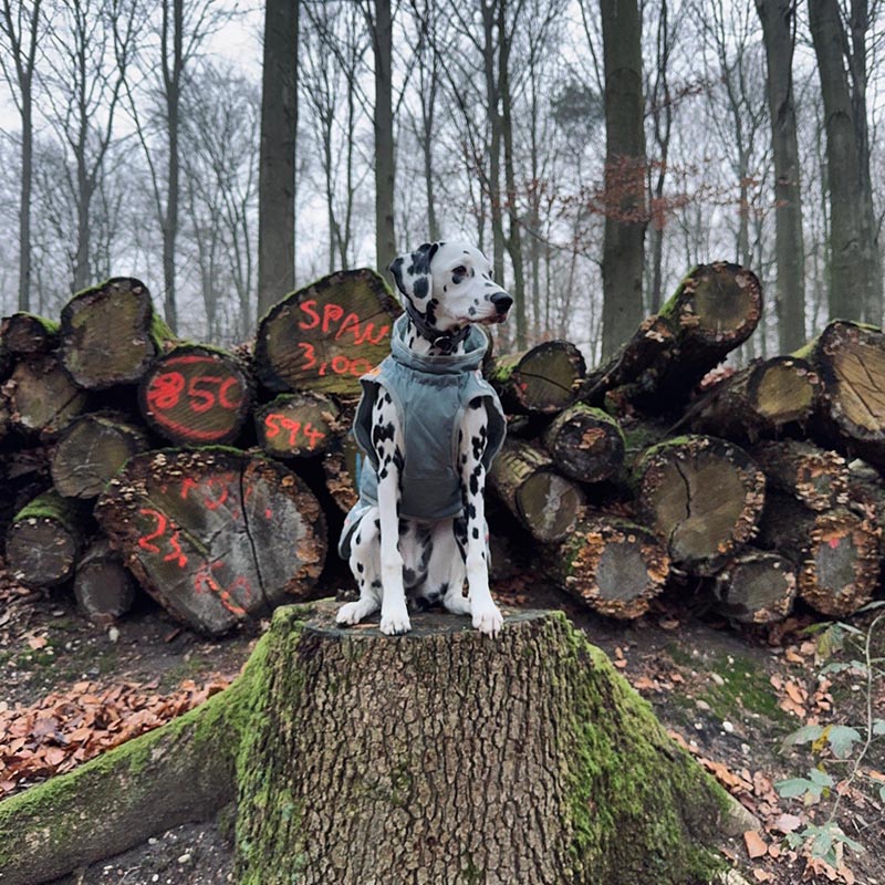 ein Dalmatiner sitzt im Wald auf einem Baumstumpf. Hinter Ihr liegen Baumstämme