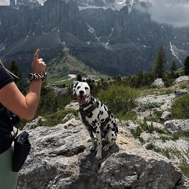 ein Dalmatiner macht ein Kunststück auf bergigen Gelände.- Sie sitzt und schaut auf Ihre Besitzer