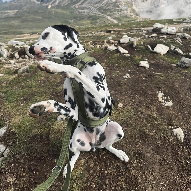 ein Dalmatiner macht ein Kunststück auf bergigen Gelände.- Sie sitzt und gibt ihre Pfote
