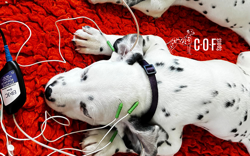 Hörtest Dalmatiner Welpen