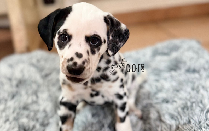 Tricolor Dalmatiner Welpe auf einer grauen Fellmatte