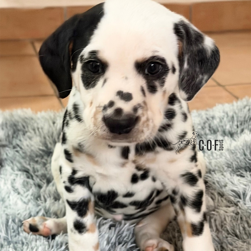 Tricolor Dalmatiner Welpe auf einer grauen Fellmatte