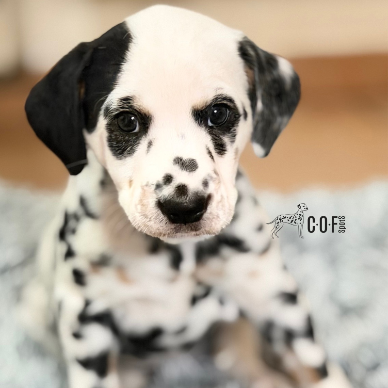 Tricolor Dalmatiner Welpe auf einer grauen Fellmatte