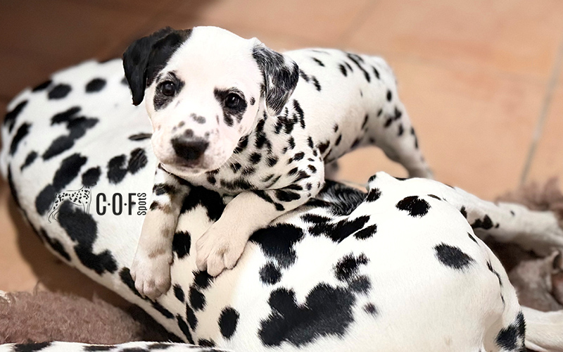 ein Dalmatinerwelpe, der auf einem großen Dalmatiner liegt