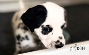 Dalmatiner Welpe mit einem Patch Ohr guckt aus einer Wurfbox heraus