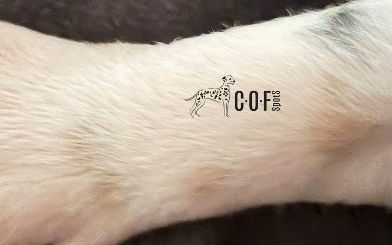 Tan Punkte auf einem Dalmatinerbein, Bein eines Dalmatiner