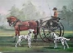 Dalmatiner stehen vor einer Kutsche mit Pferd