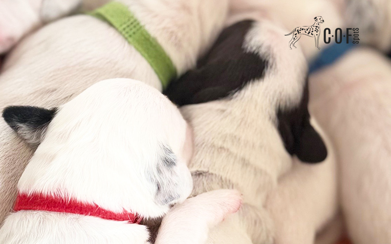 Dalmatiner Welpen liegen zusammen gekuschelt