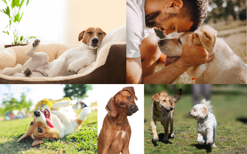 Hunde in verschiedenen Lebenslagen