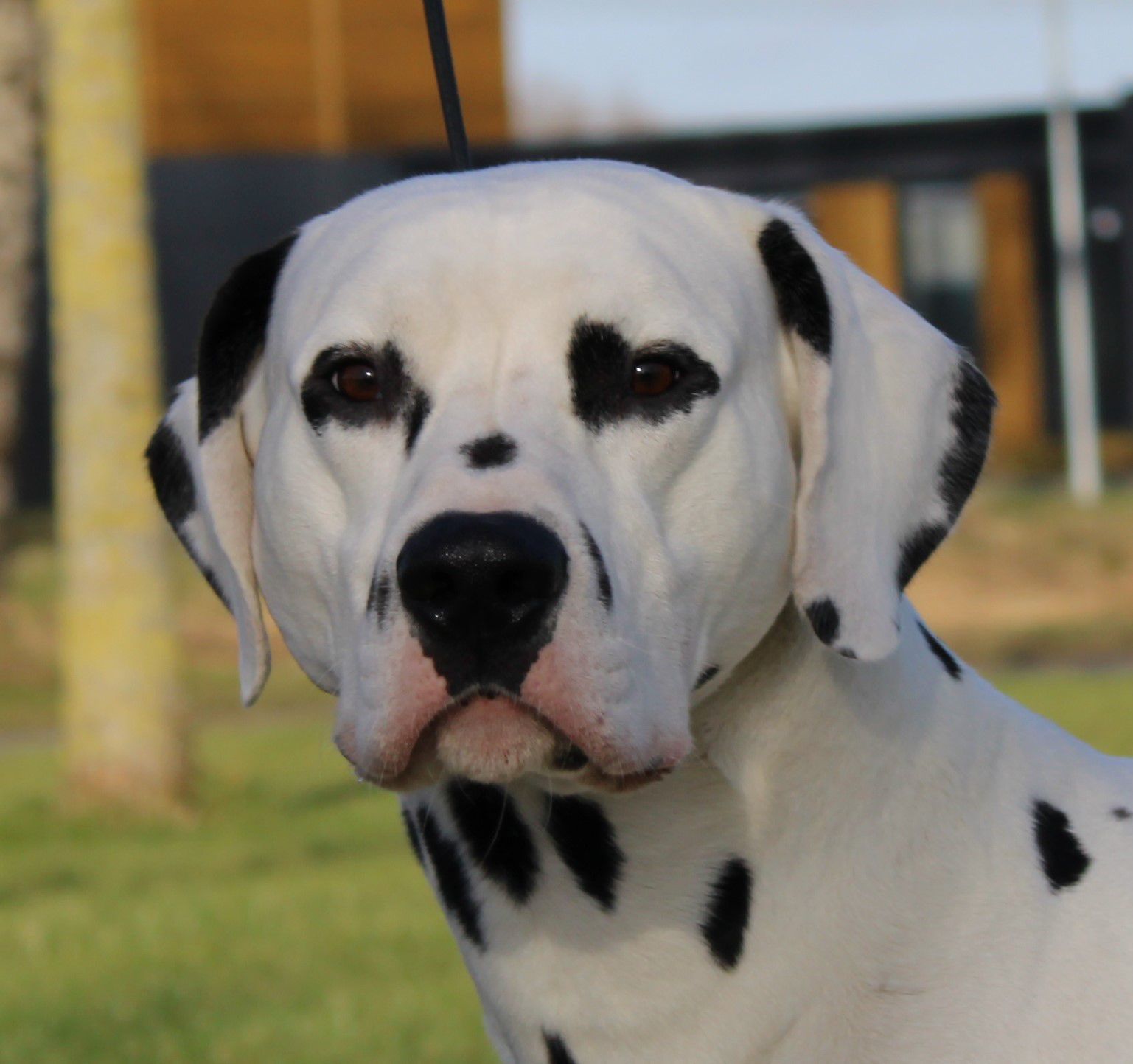 Dalmatiner Rüde, Schwarz-weiß Kopfaufnahme
