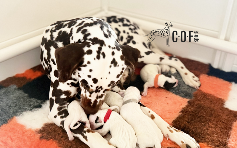 eine Tricolor Dalmatiner Hündin mit Ihren Welpen in einer Welpenbox, mit bunter Decke